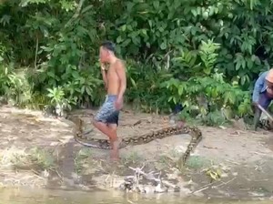 Teriakan Tolong yang Selamatkan Rusman dari Terkaman Ular Piton 6 Meter