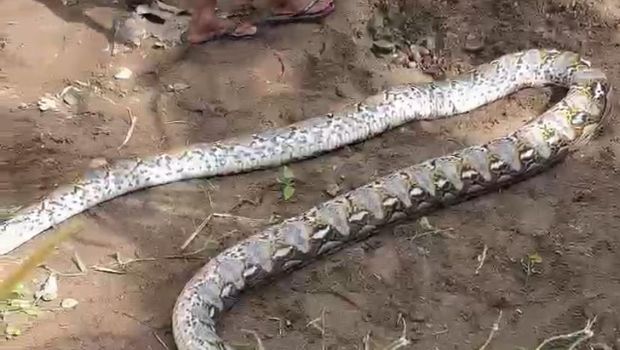 Warga membunuh ular piton berukuran sekitar 6 meter yang menerkam petani bernama Rusman (44) di Parepare, Sulawesi Selatan (Sulsel).