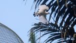 12 Curik Bali Dilepas ke Alam, Upaya Selamatkan Burung Langka