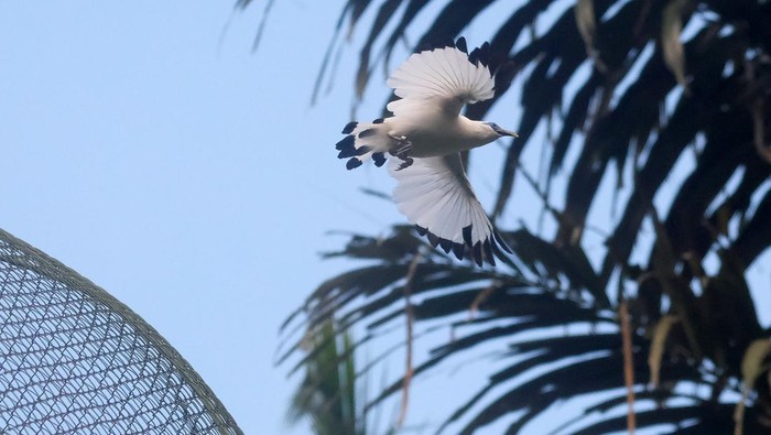 Dua ekor burung Curik Bali (Leucopsar rothschildi) berdiri di atas ranting saat pelepasliaran di Desa Adat Karang Dalem Tua, Badung, Bali, Kamis (9/4/2026). Balai Konservasi Sumber Daya Alam (BKSDA) Provinsi Bali melepasliarkan 12 burung Curik Bali atau Jalak Bali sebagai konservasi habitat dan pemulihan populasi. ANTARA FOTO/Nyoman Hendra Wibowo