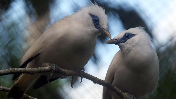 Dua ekor burung Curik Bali (Leucopsar rothschildi) berdiri di atas ranting saat pelepasliaran di Desa Adat Karang Dalem Tua, Badung, Bali, Kamis (9/4/2026). Balai Konservasi Sumber Daya Alam (BKSDA) Provinsi Bali melepasliarkan 12 burung Curik Bali atau Jalak Bali sebagai konservasi habitat dan pemulihan populasi. ANTARA FOTO/Nyoman Hendra Wibowo