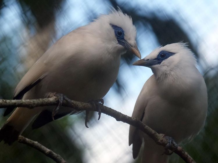 12 Curik Bali Dilepas ke Alam, Upaya Selamatkan Burung Langka