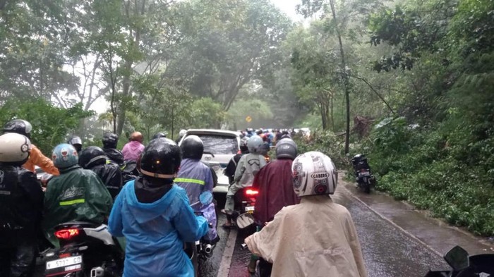 Arus lalin di Payung Kota Batu karena ada pohon tumbang