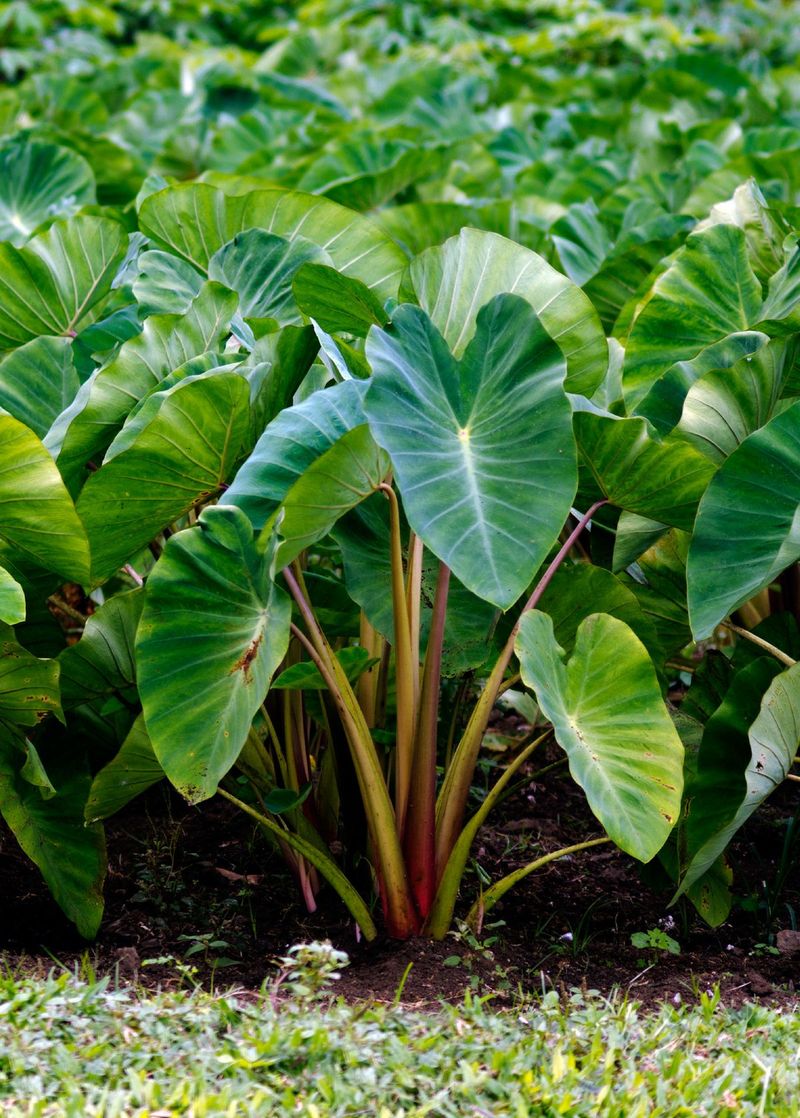 Daun Pembungkus Makanan yang Ramah Lingkungan Daun Pembungkus Makanan yang Ramah Lingkungan