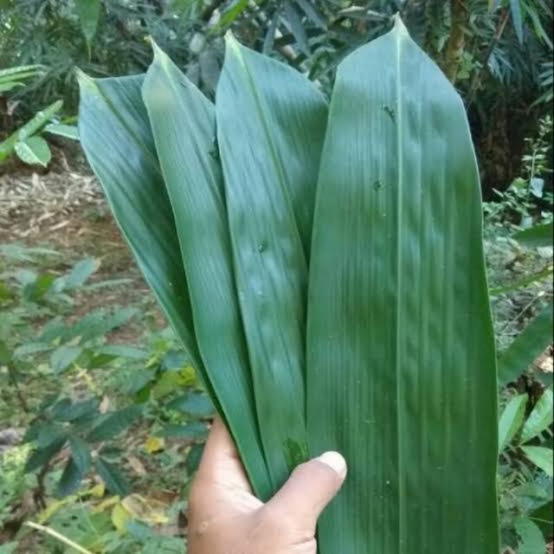 Daun Pembungkus Makanan yang Ramah Lingkungan Daun Pembungkus Makanan yang Ramah Lingkungan