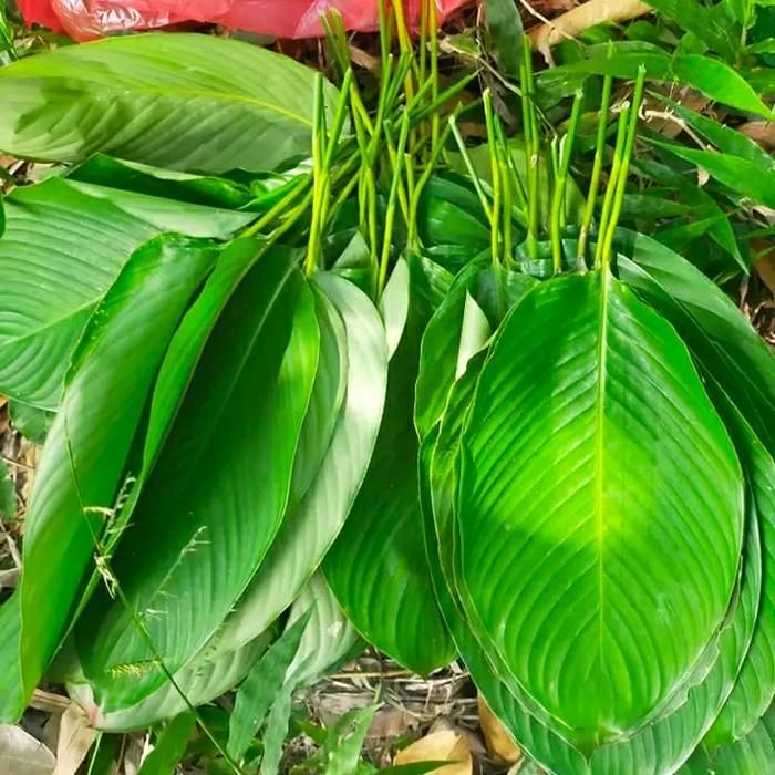 Daun Pembungkus Makanan yang Ramah Lingkungan Daun Pembungkus Makanan yang Ramah Lingkungan