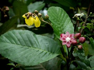 Harga Plastik Mahal, Ini 6 Daun Pembungkus Makanan yang Ramah Lingkungan