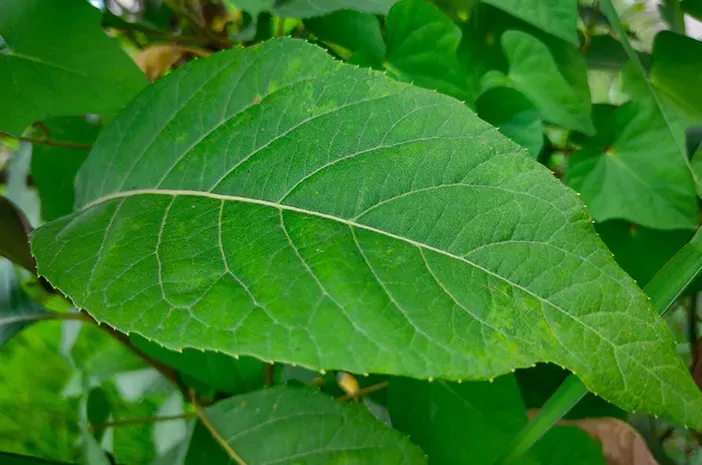 Daun Pembungkus Makanan yang Ramah Lingkungan Daun Pembungkus Makanan yang Ramah Lingkungan