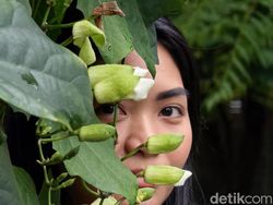 Jajal Kamera Huawei Mate 80 Pro, Hasilnya Tak Terduga