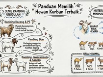 5 Jenis Kambing Kurban Terbaik di Indonesia, Ini Ciri yang Dipilih Rasulullah