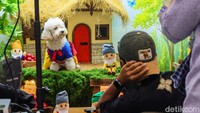 Beragam pertunjukan juga meramaikan acara, seperti dog agility dan pet show yang menampilkan kemampuan hewan peliharaan dalam sesi atraktif dan kompetitif.