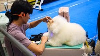 Mulai dari anjing, kucing, burung, reptil, hingga ikan hias, semuanya dihadirkan dalam suasana yang ramah dan edukatif.