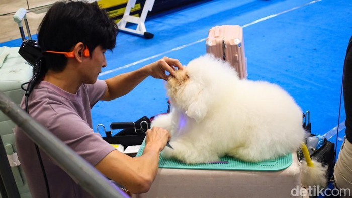 PAW Expo 2026 resmi digelar di NICE PIK 2, Tangerang, menghadirkan pengalaman interaktif bertajuk “Paw-radise” bagi para pecinta hewan. Pameran yang berlangsung hingga 12 April 2026 di Hall 1–3A ini menjadi ajang berkumpulnya komunitas serta pelaku industri hewan peliharaan dalam satu ruang yang edukatif dan menghibur.