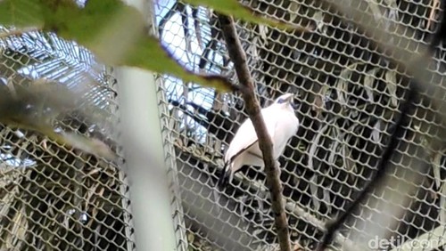 Pelepasan Curik Bali di pusat penangkaran Curik Bali Kelompok Kehati Pertiwi Lestari Bongkasa Pertiwi, Kamis (9/4/2026).