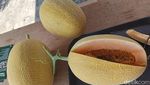Budidaya Melon Hidroponik di Lumajang Hasilkan Cuan Puluhan Juta
