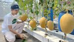 Budidaya Melon Hidroponik di Lumajang Hasilkan Cuan Puluhan Juta