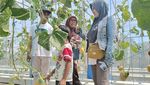 Budidaya Melon Hidroponik di Lumajang Hasilkan Cuan Puluhan Juta