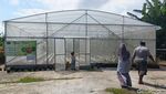 Budidaya Melon Hidroponik di Lumajang Hasilkan Cuan Puluhan Juta