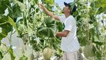 Budidaya Melon Hidroponik di Lumajang Hasilkan Cuan Puluhan Juta