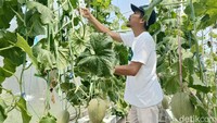 Petani tersebut adalah Sulin, warga Desa Yosowilangun Kidul, Kecamatan Yosowilangun, Kabupaten Lumajang.