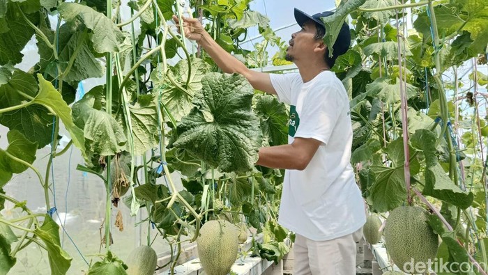 Petani melon di Desa Yosowilangun Kidul, Kecamatan Yosowilangun, Kabupaten Lumajang,