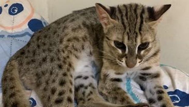 Petugas BKSDA Yogyakarta saat menerima penyerahan kucing kuwuk dari warga Petugas BKSDA Yogyakarta saat menerima penyerahan kucing kuwuk dari warga
