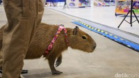 Seekor capybara berjalan di area PAW Expo 2026 di antara pengunjung, bersama dengan pengawasnya berkeliling area menyapa para pengunjung.