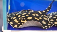 Ikan pari jenis black diamond dipamerkan di sebagai bagian dari koleksi ikan hias. Tentunya masih banyak jenis lainnya yang bisa kamu temui disana.