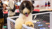 Banyak jenis anjing yang dapat kamu temui termasuk poodle berukuran besar, terlihat di area pameran dan menjadi salah satu hewan yang banyak ditemui pengunjung.