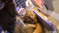 Kucing dari berbagai ras ditampilkan dalam area pameran, menjadi salah satu hewan peliharaan yang banyak diminati. Selain hanya dipamerkan, banyak booth yang membuka peluang untuk mengadopsinya.