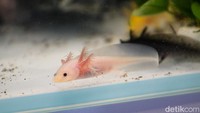 Banyak axolotl berukuran kecil dipamerkan sebagai bagian dari koleksi hewan air di PAW Expo 2026.