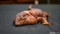 Berbagai hewan reptil dipamerkan dalam area khusus, salah satunya ialah kadal Tegu Merah. Pengunjung juga mendapat kesempatan untuk memegang beberapa jenisnya.