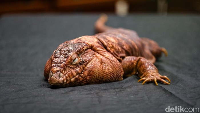 PAW Expo 2026 di NICE PIK 2 menampilkan beragam satwa, dari anabul hingga hewan eksotis, dalam pameran interaktif bagi pengunjung.