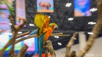 Burung makaw ditampilkan dalam pameran, menambah variasi satwa unggas yang dapat dilihat secara langsung.
