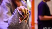 Seekor sugar glider ditampilkan di PAW Expo 2026 di NICE PIK 2, Tangerang, Kamis (9/4/2026), menjadi bagian dari kehadiran hewan eksotis dalam pameran.