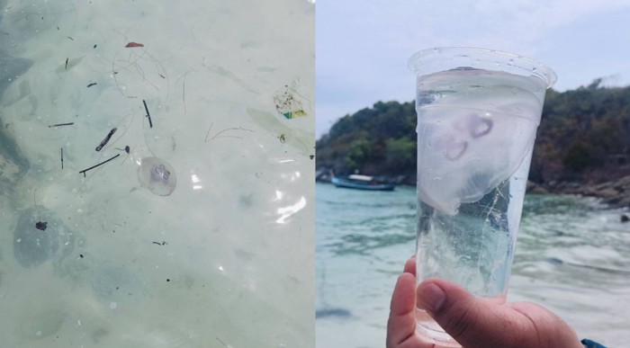 Ubur-ubur bulan muncul di Phuket