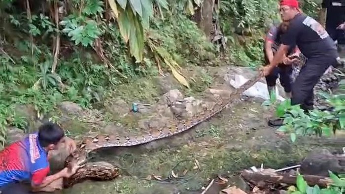 Ular piton 5 meter di Mamuju dievakuasi Damkar usai mangsa kambing warga.