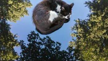 Kucing melayang di langit? Pantulan di permukaan mobil membuat kucing tampak seperti mengambang di atas pohon.  Foto: Boredpanda