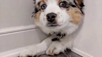 Anjing tanpa tubuh? Posisi di sudut ruangan membuat tubuhnya seolah hilang, hanya menyisakan kepala dan kaki. Foto: Boredpanda