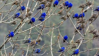 Burung biru yang mencolok. Kontras warna membuat burung biru tampak seperti hasil edit, padahal ini murni foto asli. Foto: Boredpanda