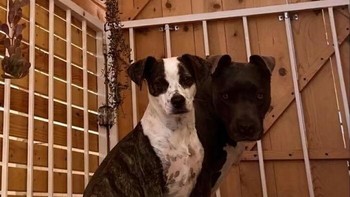 Dua anjing atau satu tubuh? Sudut pengambilan membuat dua anjing terlihat seperti satu tubuh dengan dua kepala. Foto: Boredpanda