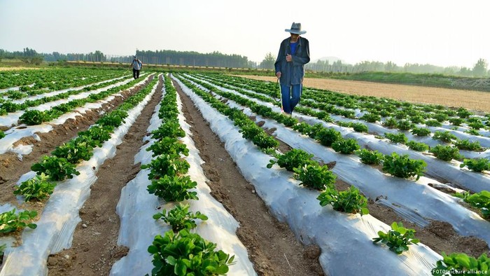 Perang Iran Bikin Pupuk Langka, Harga Pangan Dunia Kena Imbas