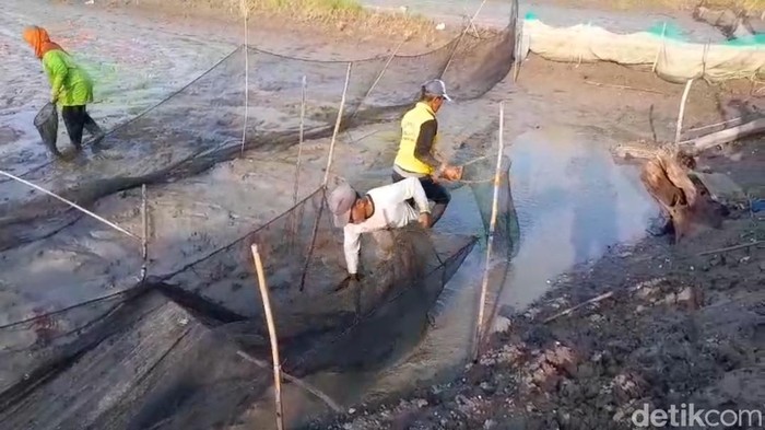 Petani tambak di Lamongan rugi usai banjir