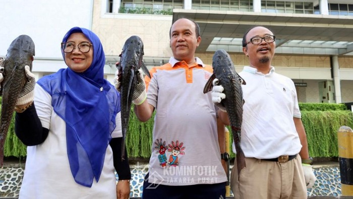 Puluhan ikan sapu-sapu ditangkap di kali depan Plaza Indonesia