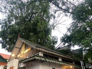 Hujan Lebat, Dahan Pohon Tumbang Timpa Atap Jogja Gallery
