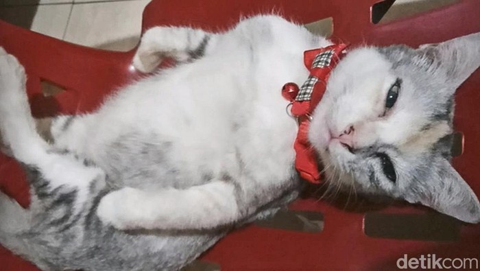 Ilustrasi kucing peliharaan