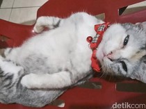 Perusahaan Ini Klaim Teknologi yang Bikin Hewan Peliharaan Bisa Bicara