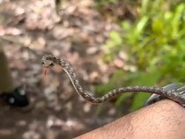 Ular Cambuk Merah: Temuan Langka Panji Petualang di Sintang