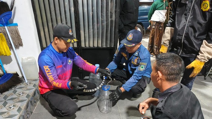 Petugas evakuasi ular weling dari rumah warga di Kuningan