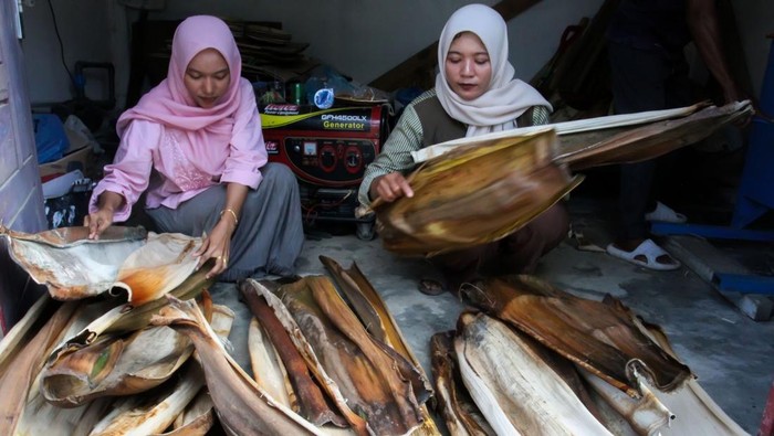 Pekerja mengeringkan piring berbahan dasar pelepah pohon pinang usai proses pencetakan dengan mesin di Desa Sawang, Kecamatan Sawang, Aceh Utara, Aceh, Sabtu (11/4/2026). Inovasi pembuatan piring pelepah pinang binaan Badan Narkotika Nasional (BNN) guna meningkatkan nilai ekonomi limbah dan memberdayakan ekonomi masyarakat tersebut telah menembus pasar Papua, Pulau Jawa dan pasar lokal Aceh dengan harga Rp30 ribu per lusin. ANTARA FOTO/Rahmad/wsj.